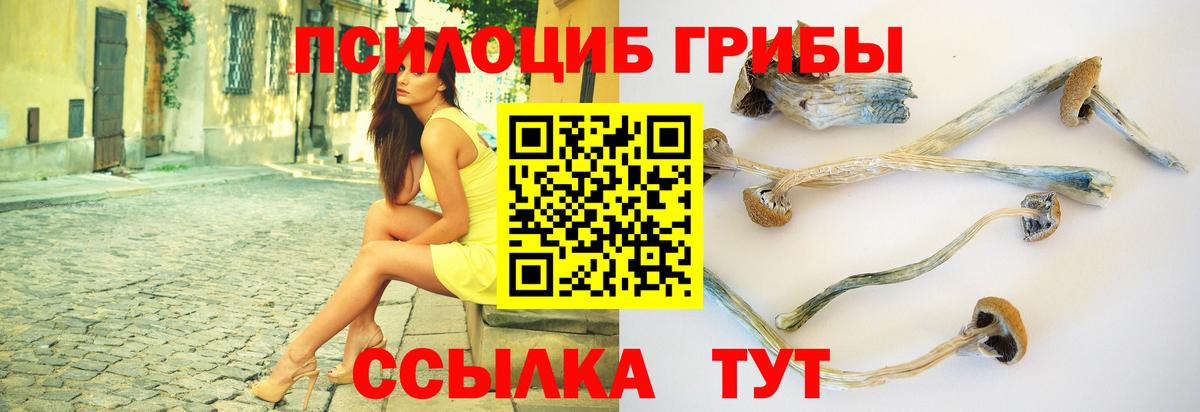 Галлюциногенные грибы Cubensis  Псилоцибиновые грибы Cubensis  Вход с VPN  Клинцы 